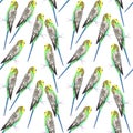 Budgerigar or Melopsittacus undulatus bird seamless watercolor birds painting background Royalty Free Stock Photo