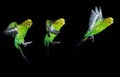 BUDGERIGAR melopsittacus undulatus, FLIGHT SEQUENCE Royalty Free Stock Photo