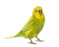 Budgerigar, Melopsittacus undulatus