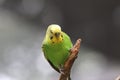 Budgerigar Melopsittacus undulatus 1