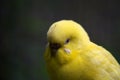 The budgerigar, Melopsittacus undulatus