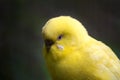 The budgerigar, Melopsittacus undulatus