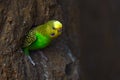 Budgerigar, Melopsittacus undulatus, long-tailed yellow green seed-eating parrot near the tree nest hole. Cute small bird in the