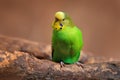 Budgerigar, Melopsittacus undulatus, long-tailed yellow green seed-eating parrot near the tree nest hole. Cute small bird in the Royalty Free Stock Photo