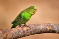 Budgerigar, Melopsittacus undulatus, long-tailed yellow green seed-eating parrot near the tree nest hole. Cute small bird in the Royalty Free Stock Photo