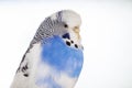 The budgerigar Melopsittacus undulatus Royalty Free Stock Photo