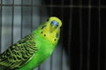 The budgerigar & x28;Melopsittacus undulatus& x29; is a small, long-tailed, seed-eating parrot usually nicknamed the budgie