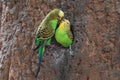 The budgerigar (Melopsittacus undulatus)