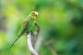 The budgerigar (Melopsittacus undulatus)