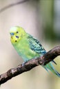 Budgerigar (Melopsittacus undulatus) Royalty Free Stock Photo