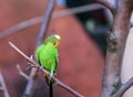 Budgerigar of natural coloration is sitting on a branch. Closeup