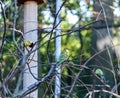 Budgerigar of natural coloration is sitting on a branch