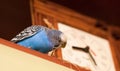 Budgerigar next to the clock