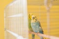 Budgerigar pair birds sitting in cage in yellow room Royalty Free Stock Photo