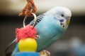 Budgerigar (Parakeet) - Melopsittacus undulatus Royalty Free Stock Photo