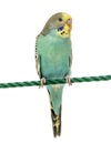 Budgerigar parakeet perched on a finger Royalty Free Stock Photo