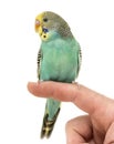 Budgerigar parakeet perched on a finger Royalty Free Stock Photo