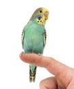 Budgerigar parakeet perched on a finger