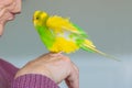 A budgerigar parakeet sitting on a senior man`s hand with her feathers all fluffed up
