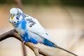 Budgerigar Parakeet sitting on a tree branch