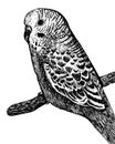 Budgerigar parrot - black and white illustration. Budgie tropical bird realistic ink sketch. Line artwork. Monochrome art. Vector