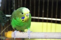 Budgerigar. Parrot in the cage Royalty Free Stock Photo