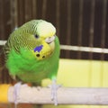 Budgerigar. Parrot in the cage Royalty Free Stock Photo