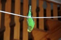 Budgerigar. Parrot hanging on a rope Royalty Free Stock Photo