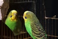 Budgerigar. Parrot near the mirror Royalty Free Stock Photo