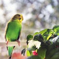 Budgerigar. Parrot near the window Royalty Free Stock Photo