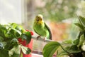 Budgerigar. Parrot near the window Royalty Free Stock Photo