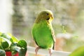 Budgerigar. Parrot near the window Royalty Free Stock Photo