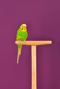 Budgerigar parrot perched on a stand