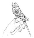 Budgerigar parrot sits on human hand. Vector illustration.