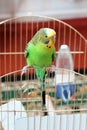 Budgerigar. Parrot sitting on the cage Royalty Free Stock Photo