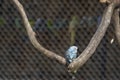 Budgerigar parrot sitting in a cage on a tree branch Royalty Free Stock Photo