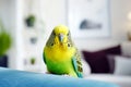 Budgerigar parrot sitting on sofa in living room