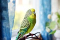 Budgerigar parrot sitting on the window sill