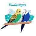 Budgerigar parrot Vector illustration. Cartoon bird isolated on white background