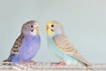Budgerigar parrots on cage Royalty Free Stock Photo