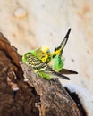 Budgerigar perched on a tree Royalty Free Stock Photo