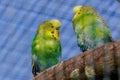 Budgerigar, perching on branch, colorfull birds, small, zoo Royalty Free Stock Photo