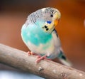 Budgerigar