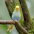 Budgerigar, Range Australia is a long-tailed parrot, with yellow and blue feathers is sitting on the branch. Melopsittacus undulat Royalty Free Stock Photo