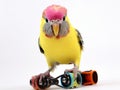 Budgerigar roller skater in headphones