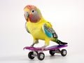 Budgerigar roller skater in headphones