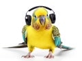 Budgerigar roller skater in headphones