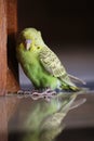 Budgerigar seed eating parrot Royalty Free Stock Photo