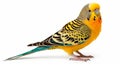 Beautiful Budgerigar With Stripes And Copper Orange Color