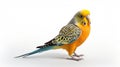 Beautiful Budgerigar With Stripes And Copper Orange Color